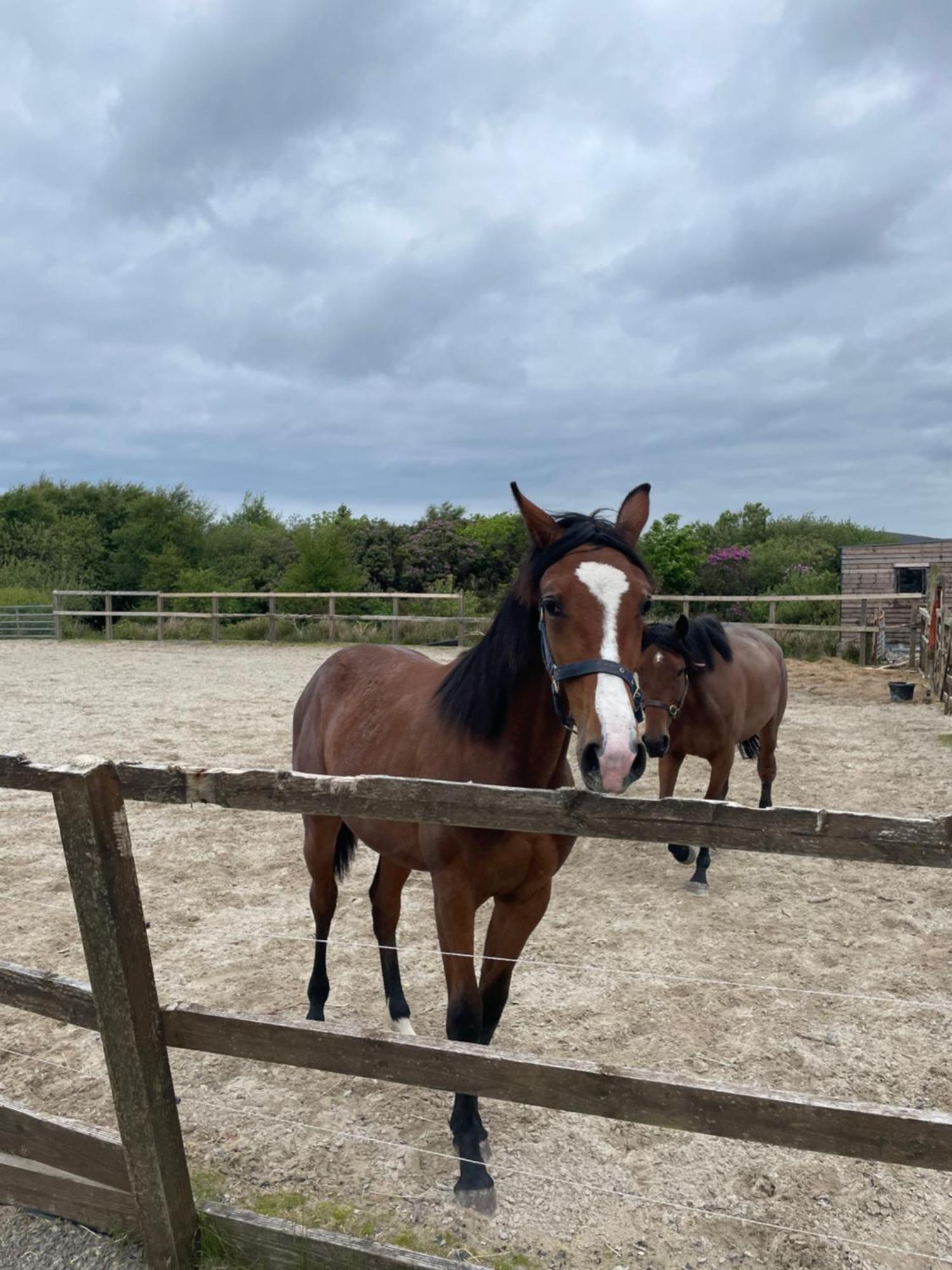 Letterfrack Farmhouse On Equestrian Farm In Letterfrack Beside Connemara National Park Tullywee Bridge Luaran gambar